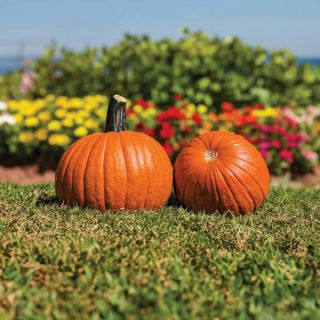 Vendetta Pumpkin Thumbnail